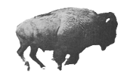 Try a cut-out running buffalo (Muybridge, 1887, public domain)