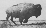 Try a running buffalo (Muybridge, 1887, public domain)