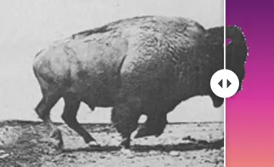 Running buffalo GIF beside the same GIF on a sunset background