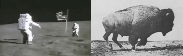 An astronaut GIF and a buffalo GIF combined side by side into one GIF